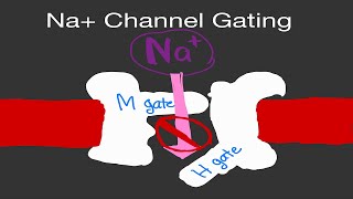 Physiology Sodium Na Channel Gating ActivationInactivation Gates [upl. by Bohannon]