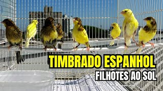 REPRODUÇÃO 2024 FILHOTES de Canários TIMBRADO ESPANHOL no banho de SOL [upl. by Hilbert]