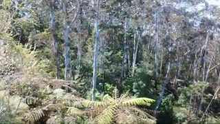 A walk in the Blue Mountains  Australia [upl. by Norahs]