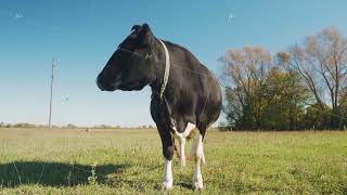 Curious adult dairy cow in a field The animal cow is fertilizing in a field in sunny autumn weather [upl. by Ocimad283]