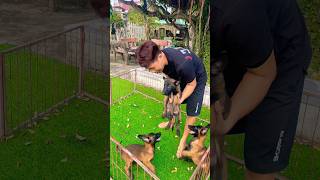 Malinois dog training malinoisdog Germanshepherddoglover dog pets funny becgie dogtraining [upl. by Yemorej]