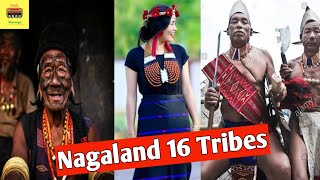 Nagaland All 16 Tribes Information  konyak tribe  AO Tribe  Angami Tribe  Lotha  Sumi tribe [upl. by Yatnuhs]