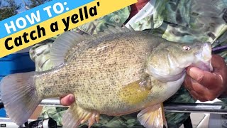 HOWTO Catch Yellowbelly On Bait [upl. by Maitund842]