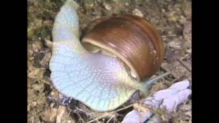 Roman Snail Helix pomatia [upl. by Freed]