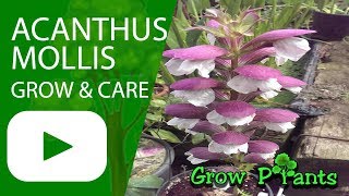 Acanthus mollis  Oyster plant  growing and care [upl. by Neik934]