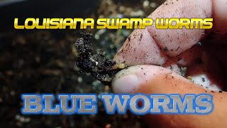 Louisiana Swamp Worms  Blue Worms 122319 [upl. by Ahsiekin]