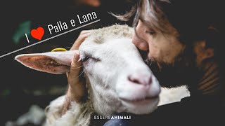 Una bella vita per Palla e Lana agnelline salvate dal macello [upl. by Prior]