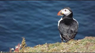 Pembrokeshire Puffins  Skomer Island  5 hour landing trip [upl. by Haduhey969]