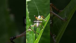 Why Do Grasshoppers Chirp shots [upl. by Akerdal]