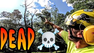 Its Dead Really Dead Rotten Tree Removal [upl. by Romine205]