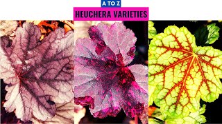 Heuchera Varieties A to Z [upl. by Camarata]