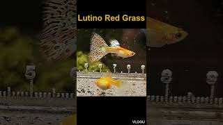 Lutino Red Grass [upl. by Papst]