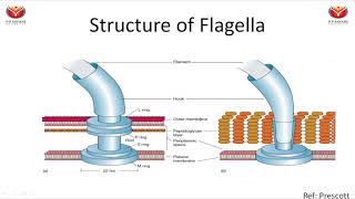 Chemotaxis flagella and types of motility [upl. by Rabassa]