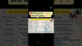 🆘 Dùng gì khi lợn bò dê 🐖🐄 🐐… khó lên giống❓❓❓ hanvettv hanvet hormon sinhsan progesterone [upl. by Leumas]