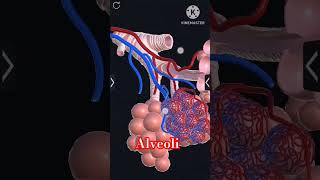 Alveoli lungs alveoli exchange of gases part 3d model of Alveoli neet biology Dreammbbs17 [upl. by Ahsercal]