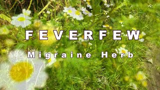 Feverfew  Idenfication amp Benefits [upl. by Aknahs230]