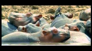 Hippopotamuses and oxpecker [upl. by Auohc4]