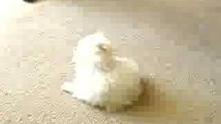 Maltese Puppy Chases Tail [upl. by Aniez170]