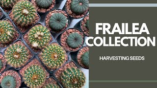 ENG SUB My Frailea Collection  Harvesting Seeds [upl. by Benoit605]