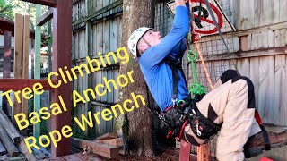 Tree Climbing Basal Anchor SRT Rope Wrench and Rope Walking Ascending amp Trimming Tree [upl. by Leamiba]