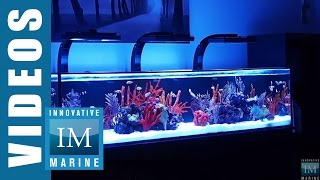 Innovative Marine NUVO SR Series 60 80 amp 120 Gallon Aquarium [upl. by Ellatsirhc479]