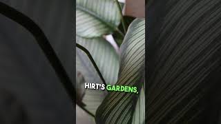 Pin Stripe Prayer Plant  Calathea ornata  Easy House Plant  4quot Pot MSRP 1999 NOW ONLY 1499 [upl. by Pubilis]