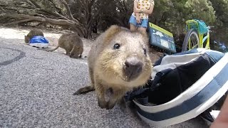 Adorable Quokka Wants A Cuddle [upl. by Aihsatal381]