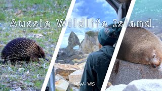 Aussie Wildlife Island Hidden gem in Victorias Gippsland and South Coast NSW roadtrip [upl. by Grishilda310]