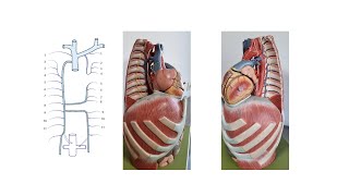 Azygos Vein System practice ENG [upl. by Onitnerolf]