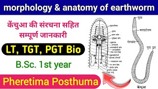 morphology and anatomy of earthworm  pheretima posthuma  kechua  lt grade biology  tgt biology [upl. by Paris]