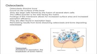 Osteoclasts [upl. by Seaton705]