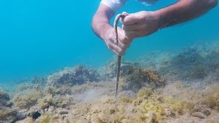 Catching a BOBBIT WORM [upl. by Lecirg144]