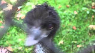 Emus sound like T rexes [upl. by Valaree343]