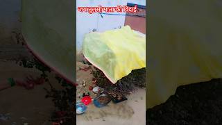 Jai Tulsi Mata 🙏🏻🙏🏻tulsivivaah tulsivivah motivation tulsivivahkatha [upl. by Hirst]