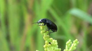 Ground Beetle Carabidae Summoning the Courage to Fly [upl. by Michi]