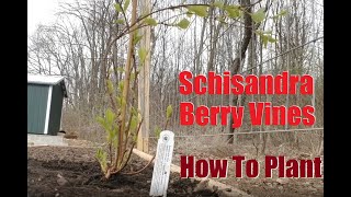 Planting Schisandra Berry Vines [upl. by Filahk180]