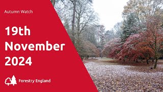 Westonbirt Arboretum autumn watch  19 November 2024 [upl. by Atnahsa]