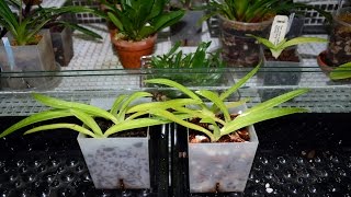 Orchiata vs fir bark mix for paphiopedilum seedlingsexperiment [upl. by Vergil]