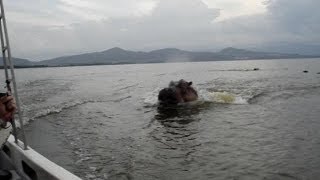 Hippo chasing boat Scary ORIGINAL VIDEO [upl. by Aicenev]