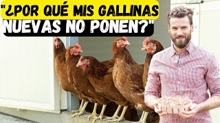 porque ¿Están tardando en poner las gallinas nuevas [upl. by Cook743]