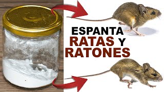 Si lo Echas en tu Casa todas las Ratas y Ratones Huirán [upl. by Teteak42]