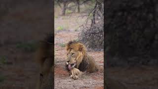 Male Lion Grooming [upl. by Eaton559]