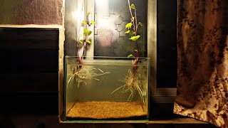 Sweet Potato Setup In Shrimp Tank  3rd Week Update  Nano Aquarium  No Filter [upl. by Eustashe]