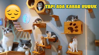 15 KUCING DISINI MAKIN GEMES DAN MAKMUR [upl. by Eirrac]