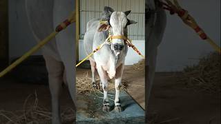 Ongole Gitta  Bulls short viral [upl. by Rhea]