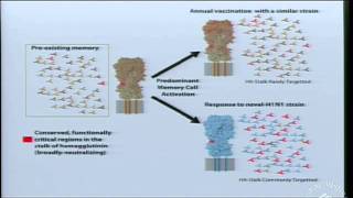 Memory CD8 T Cell Differentiation [upl. by Rebmit]