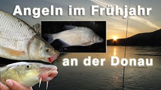 Angeln an der Donau im Frühjahr auf Barben Russnasen und Brachsen [upl. by Alikam743]