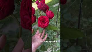 Розы «Ред пиано» и «Аскот» Две похожие подружки🌹🌹🌹 [upl. by Luca]