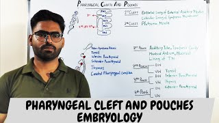 Pharyngeal clefts and Pouches Embryology  PHARYNGEAL APPARATUS [upl. by Chiquia523]