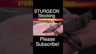 Sturgeon Stocking In Minnesota [upl. by Faydra]